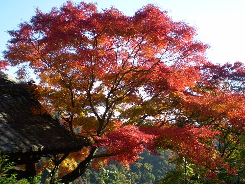 kyoto-okuarasiyama2010-2.jpg