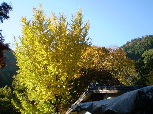 kyoto-okuarasiyama2010-3.jpg