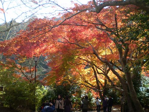 kyoto-okuarasiyama2010-5.jpg